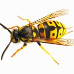 Ten Intriguing Facts About Wasps