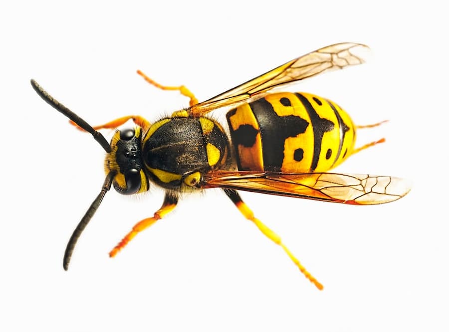 Ten Intriguing Facts About Wasps