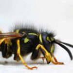 Why You Should Leave Wasp Removal To The Experts