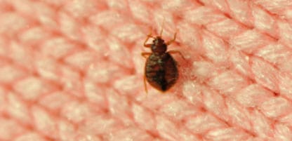 Bed Bug Extermination