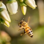 A Brief Guide To Spotting Common Bees And Wasps