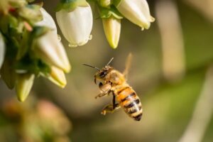 A Brief Guide To Spotting Common Bees And Wasps