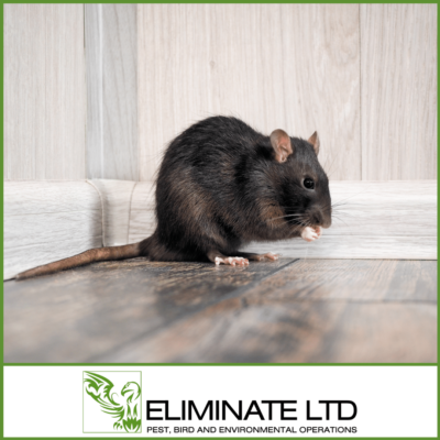 Rodent Removal Glasgow