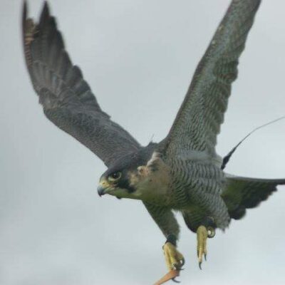 bird control blackpool