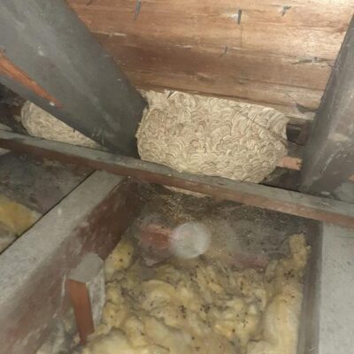 wasp nest removal telford