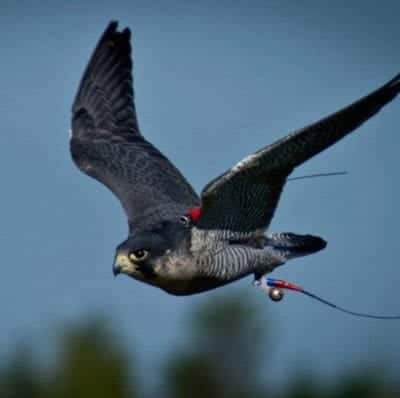 pest control in Dundee