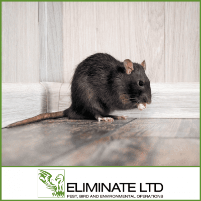 rodent control dundee