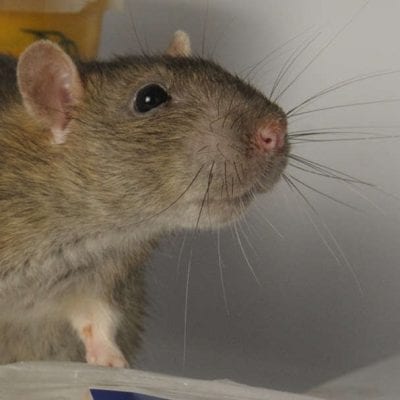 rodent removal dundee