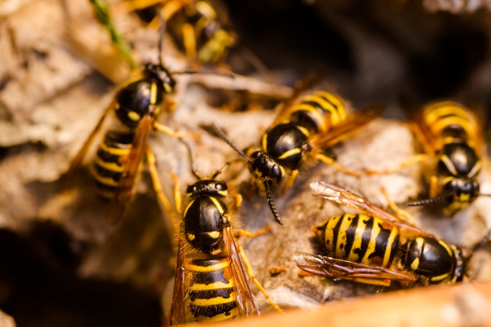 Wasp Exterminator Blackpool