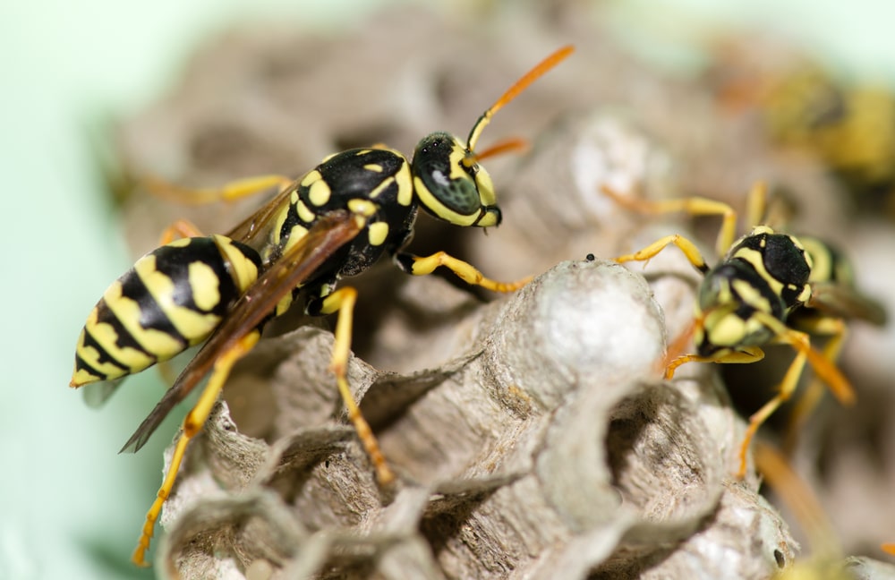 Wasp Nest Removal Blackpool