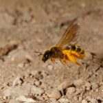 Safe Methods For Getting Rid Of Pesky Wasps