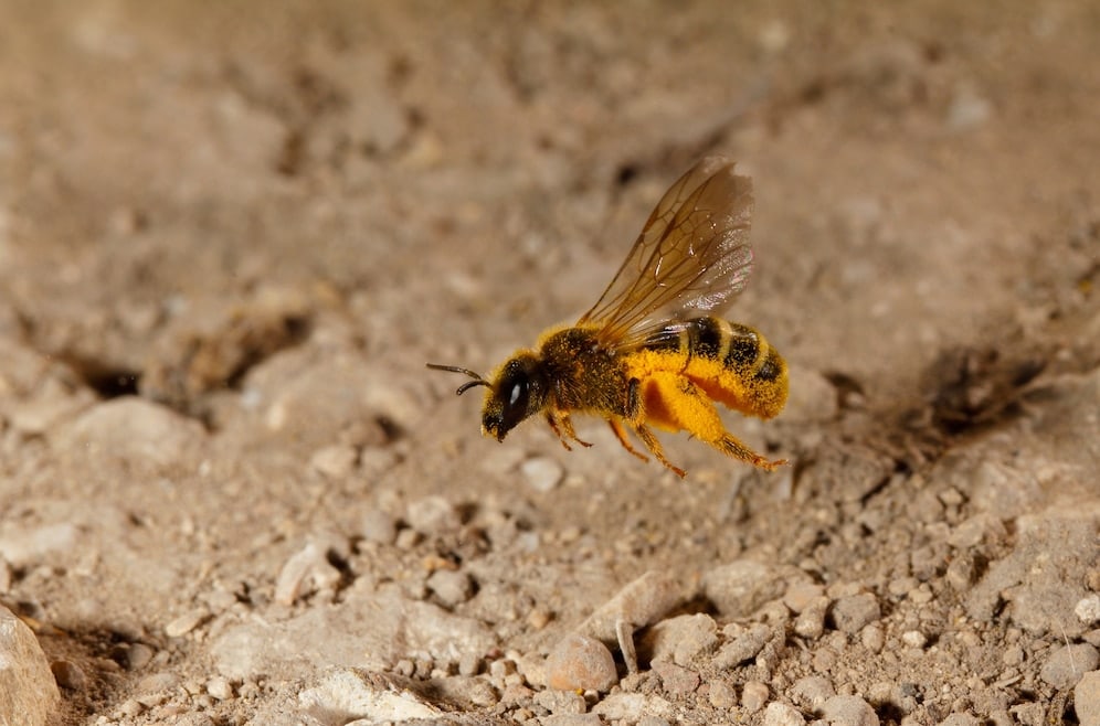 Safe Methods For Getting Rid Of Pesky Wasps