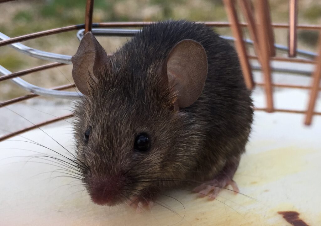 House Mouse Pest Removal Edinburgh