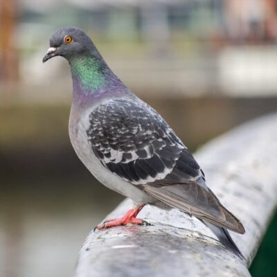 Pigeon Removal Edinburgh