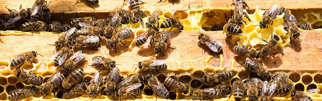 Wasp Removal Lancashire