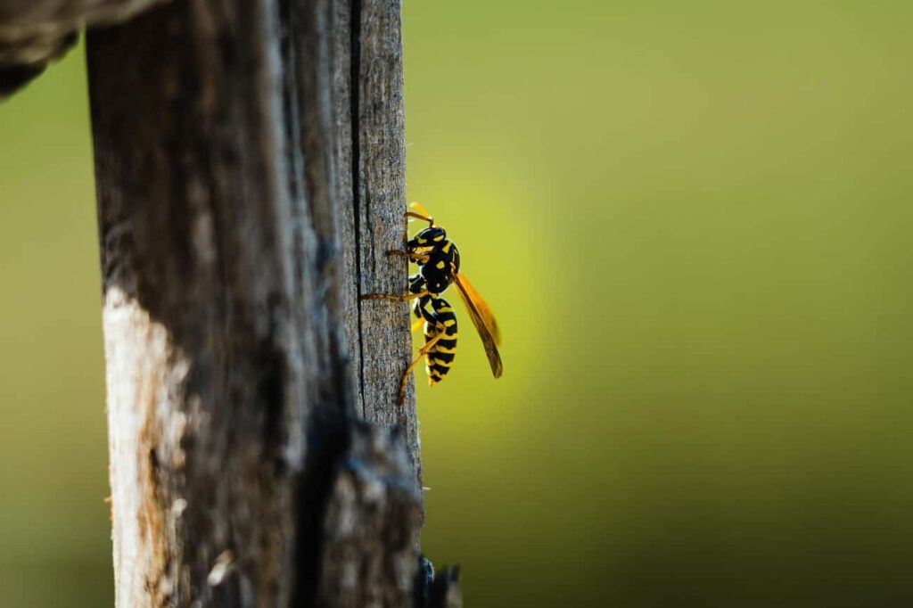 Avoid Wasps With a Home Made Repellent Remedy