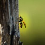 Avoid Wasps With a Home Made Repellent Remedy