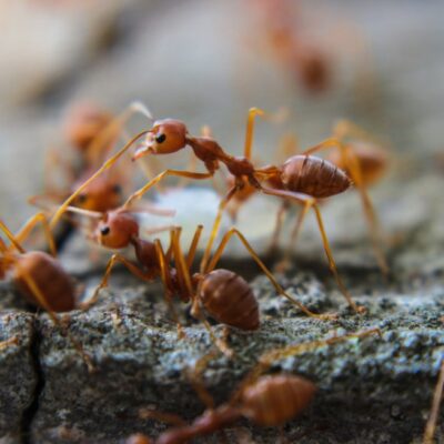 Ant Pest Control