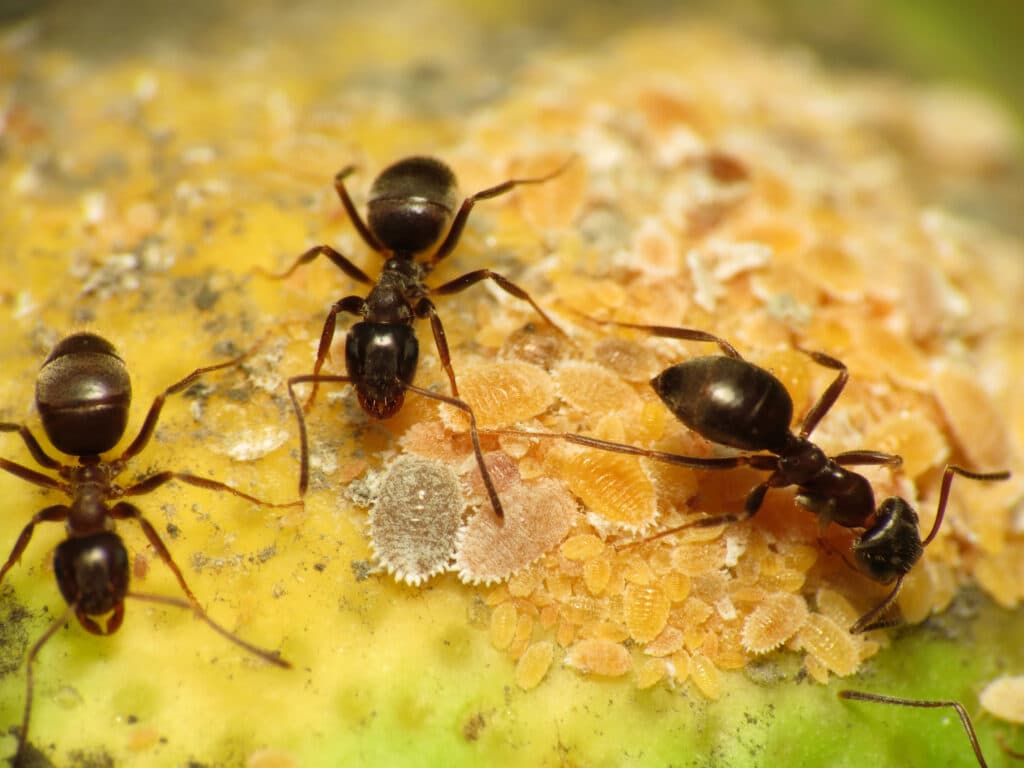 Ants Removal