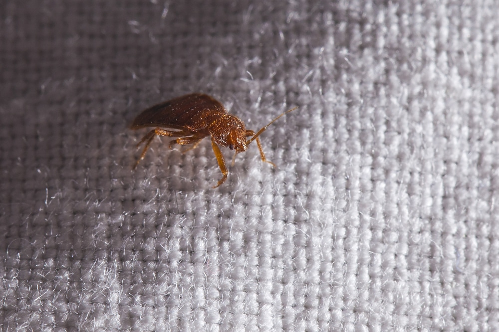 Bed Bug Extermination