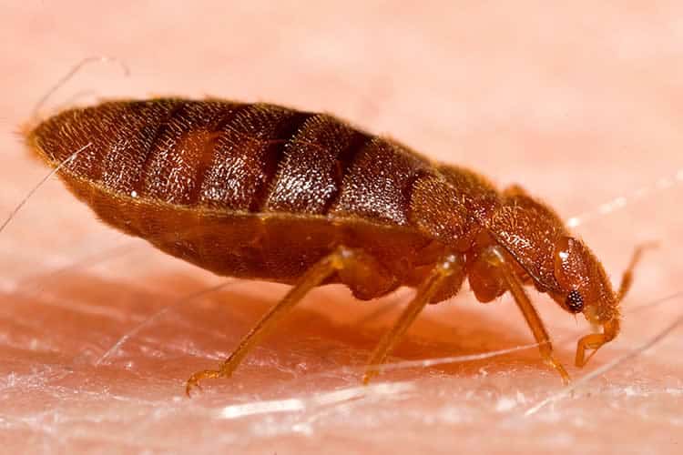 Bed Bugs Pest Control