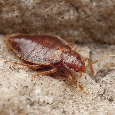 Bed Bug Treatment UK