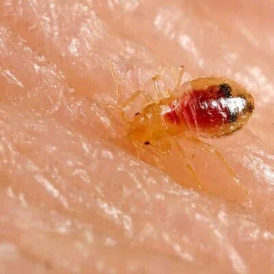 BedBug Elimination