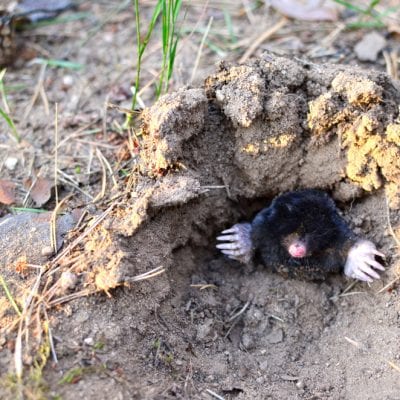 Mole Pest Removal Services | Garden Mole Eradication Scotland