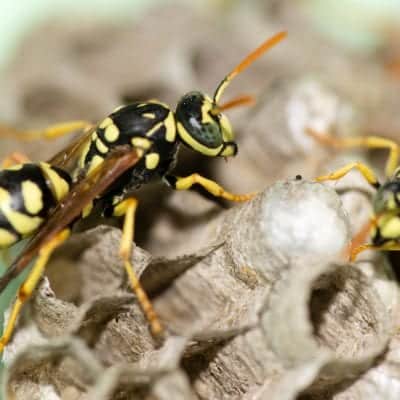 Wasp Nest Removal | Bee Hive & Hornet Control Scotland