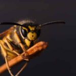 Getting Help From A Wasp Nest Removal Professional