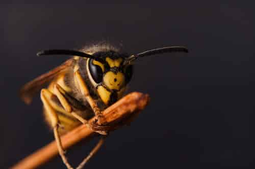 Getting Help From A Wasp Nest Removal Professional