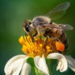 What Does a Wasp Sting Look Like?