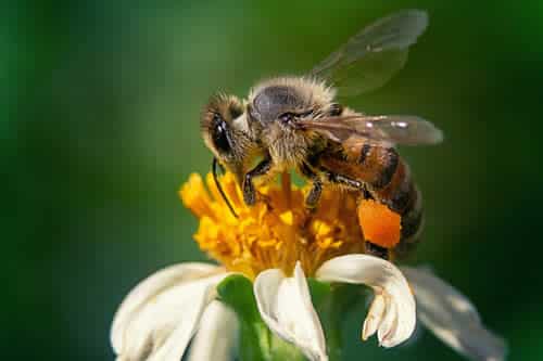 What Does a Wasp Sting Look Like?