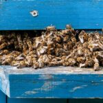 How To Get Rid Of A Wasp Nest In Shed