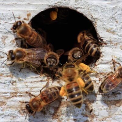 How To Get Rid Of A Wasps Nest?