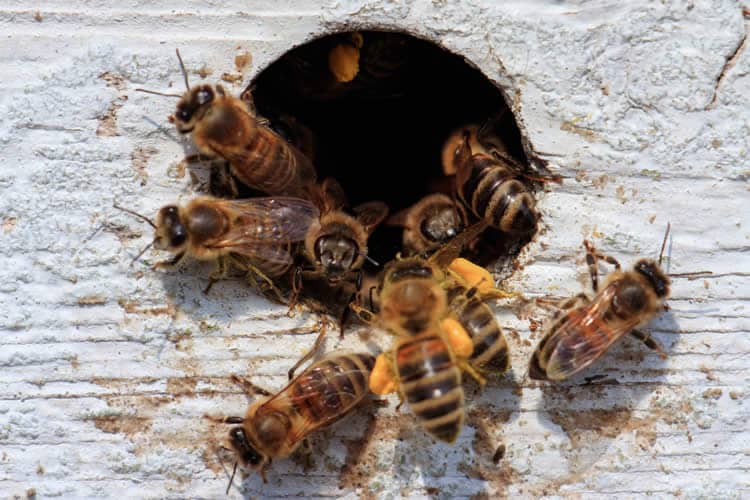 How To Get Rid Of A Wasps Nest?