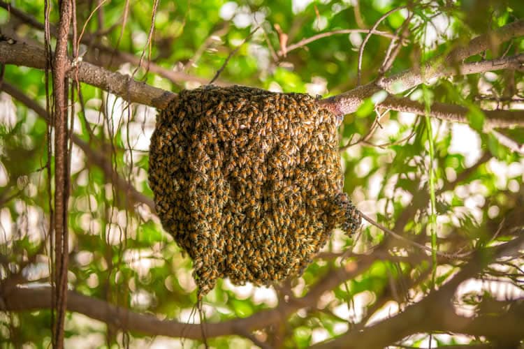 What Is The Life Cycle Of A Wasp?