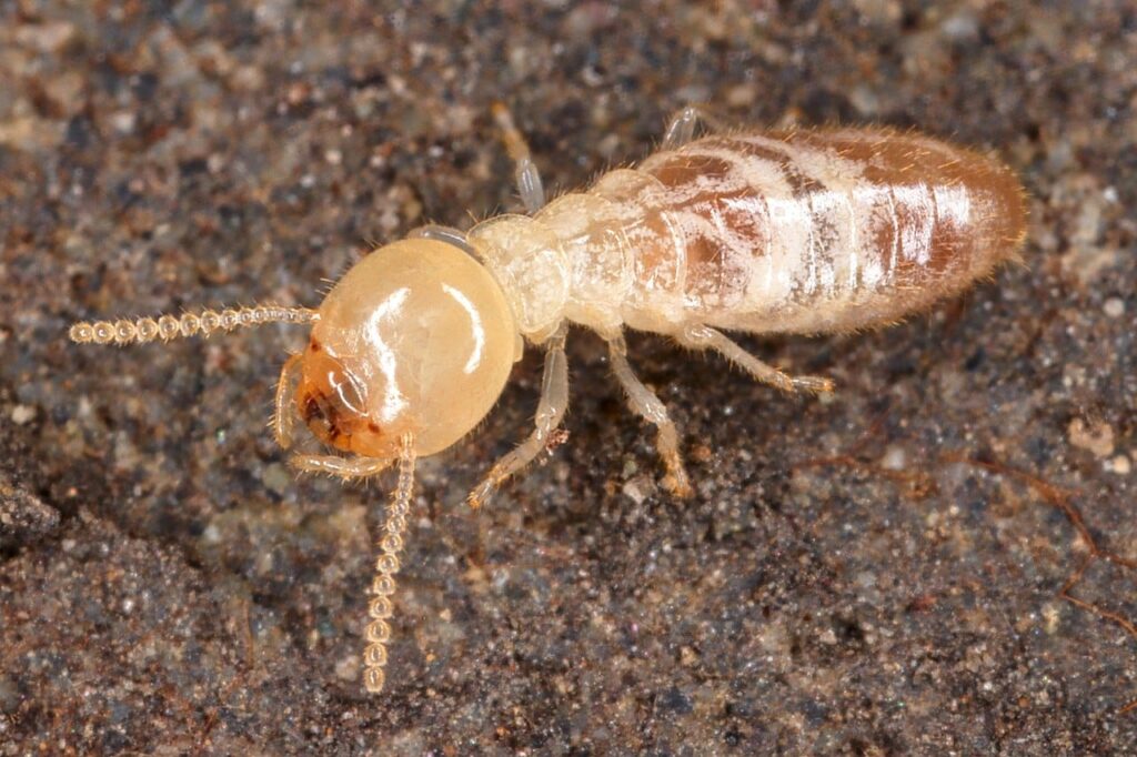 How Many Types Of Termites Are There?