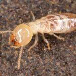 How Many Types Of Termites Are There?