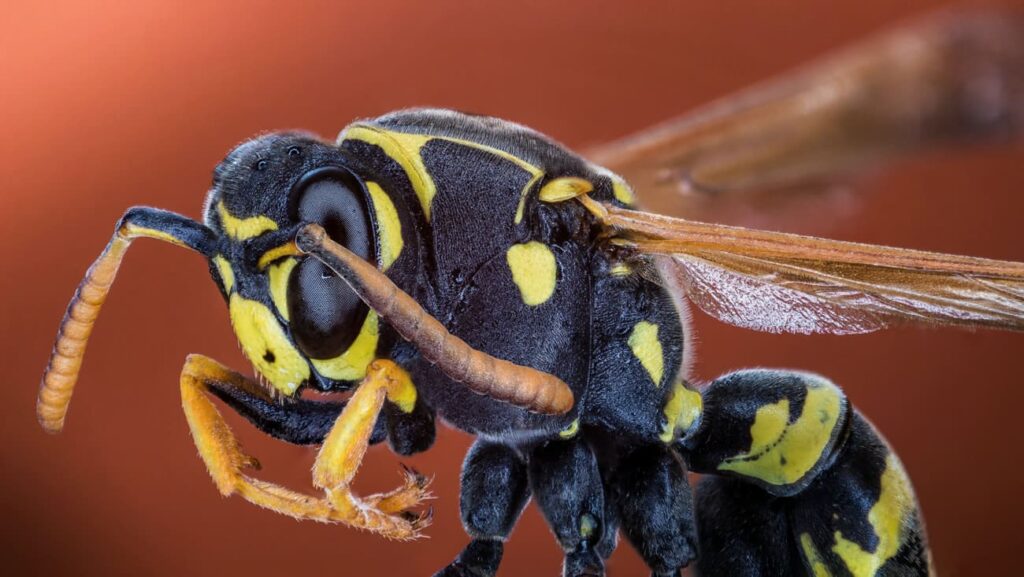 How To Treat A Wasp Sting At Home?