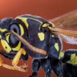 How To Treat A Wasp Sting At Home?