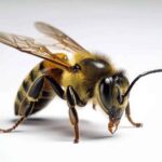 What Does A Queen Wasp Look Like?