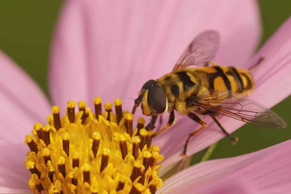 Are Yellow Jacket Wasps in the UK?