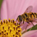 Are Yellow Jacket Wasps in the UK?