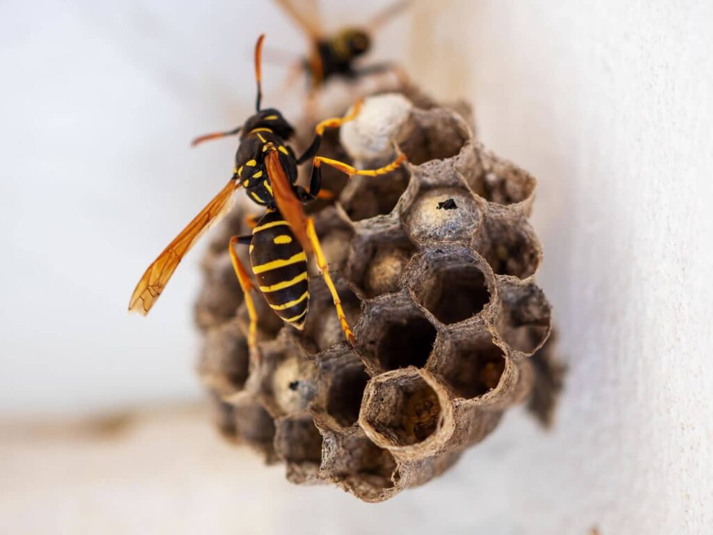 How Does A Wasp Make A Nest?