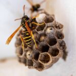 How Does A Wasp Make A Nest?