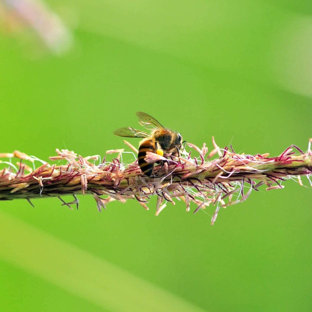 How Long Will Peppermint Oil Keep Wasps Away?