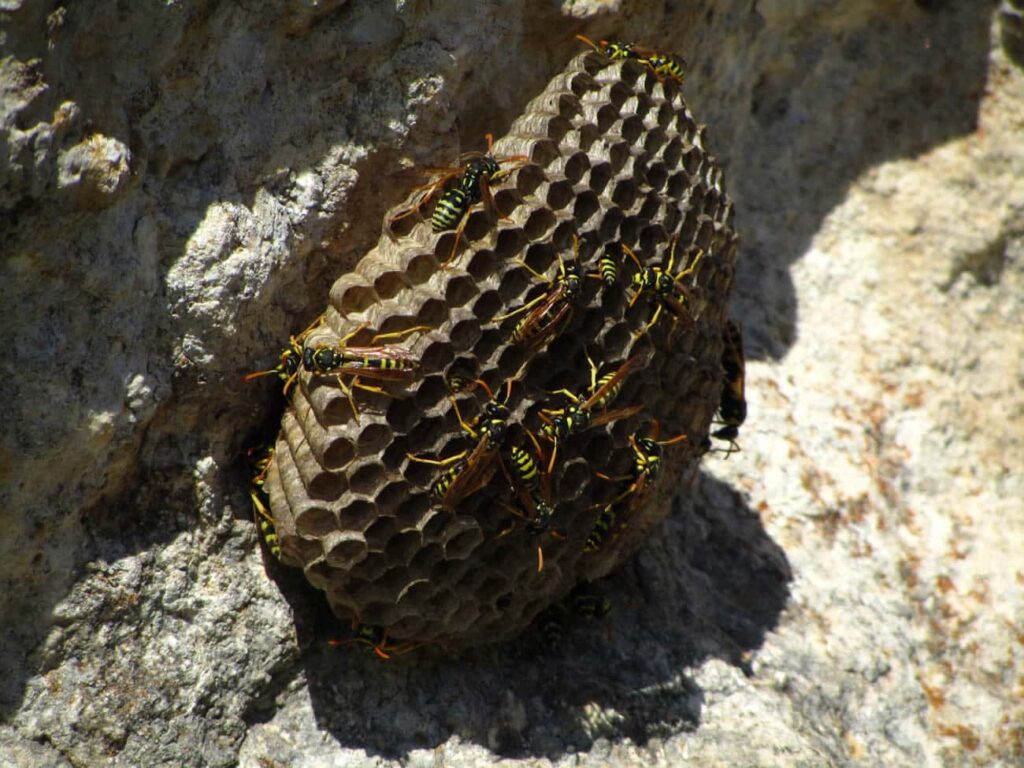 How to Get Rid of a Wasp Nest in the Ground