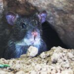 Are Rats Nocturnal?