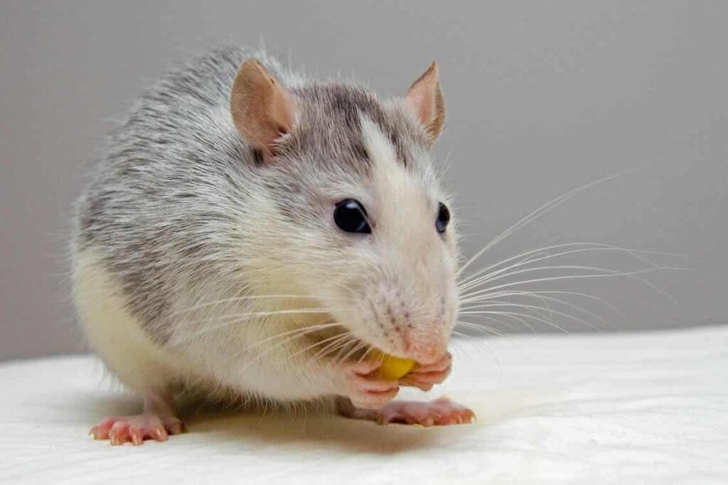 Can Rats Spread Disease?